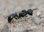 Tracheliodes quinquenotatus